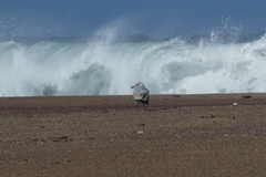 Ichthyaetus melanocephalus