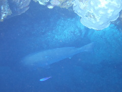 Lutjanus cyanopterus