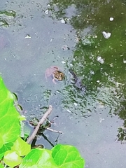Pelophylax
