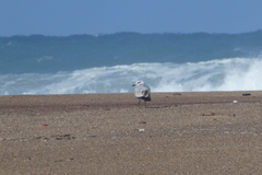 Ichthyaetus melanocephalus