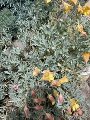 Tropaeolum polyphyllum