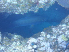 Lutjanus cyanopterus