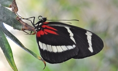 Heliconius hewitsoni