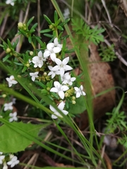 Arcytophyllum thymifolium