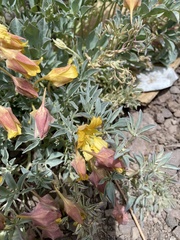 Tropaeolum polyphyllum