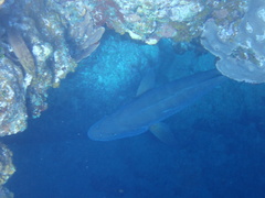 Lutjanus cyanopterus