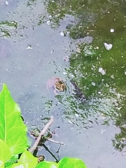 Pelophylax