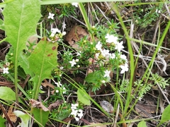 Arcytophyllum thymifolium