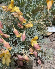 Tropaeolum polyphyllum