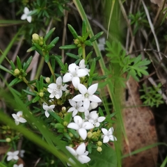 Arcytophyllum thymifolium