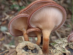 Panus natarajanianus
