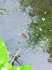 Pelophylax