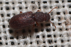 Berginus tamarisci