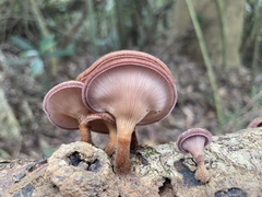 Panus natarajanianus