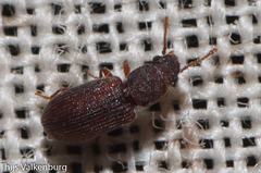 Berginus tamarisci