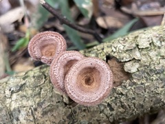 Panus natarajanianus