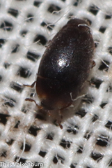 Corylophidae