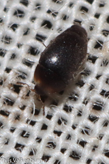 Corylophidae