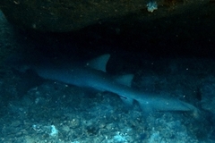 Ginglymostomatidae