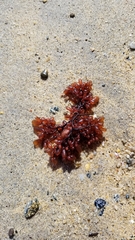 Botryocladia pseudodichotoma