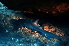 Ginglymostomatidae