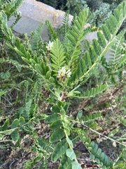 Astragalus boeticus