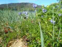 Polemonium acutiflorum
