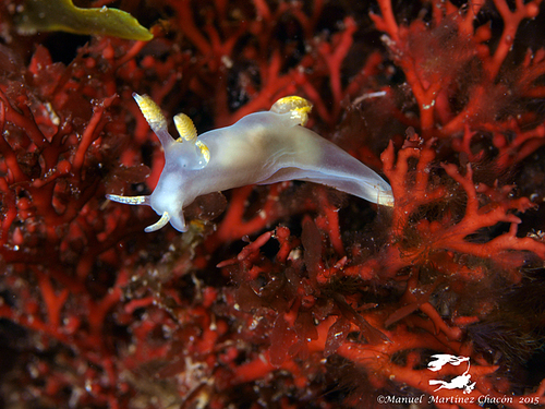 Trapania tartanella