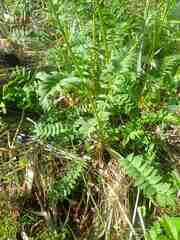 Polemonium acutiflorum
