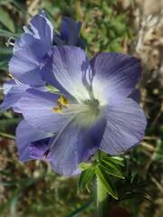 Polemonium acutiflorum
