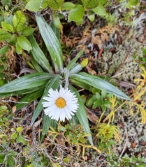 Celmisia spectabilis lanceolata