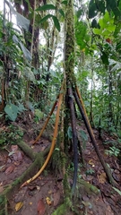 Socratea exorrhiza