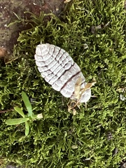 Coelostomidia zealandica