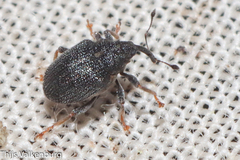 Ceutorhynchini