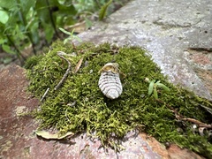 Coelostomidia zealandica
