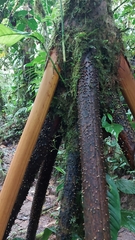 Socratea exorrhiza