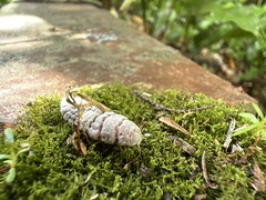Coelostomidia zealandica