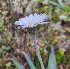 Celmisia spectabilis lanceolata