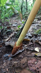 Socratea exorrhiza