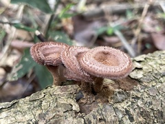 Panus natarajanianus