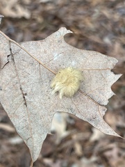 Callirhytis infuscata