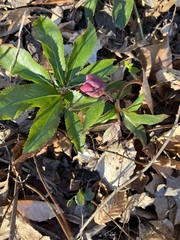 Helleborus orientalis