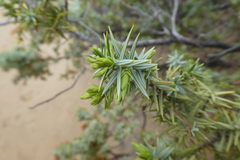 Juniperus oxycedrus