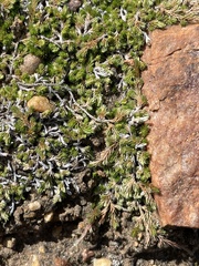 Selaginella cinerascens