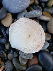 Semele decisa
