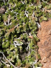 Selaginella cinerascens