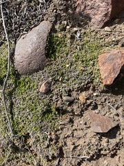 Selaginella cinerascens