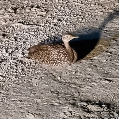 Eupodotis ruficrista