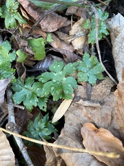 Hydrophyllum virginianum