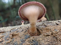 Panus natarajanianus